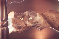 Mama Cat Gallery