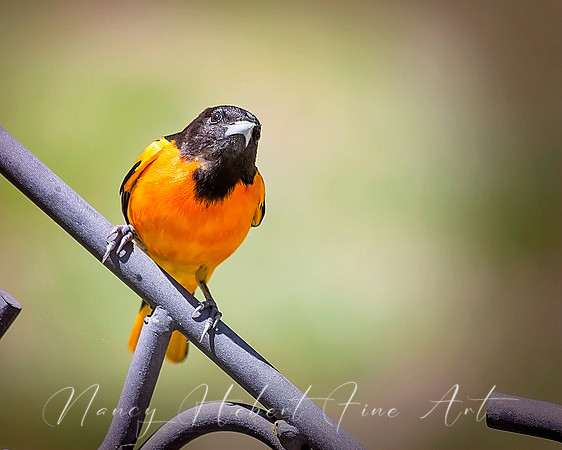 Baltimore Oriole- Male