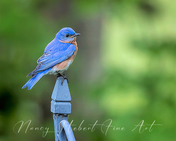 North American Bluebird