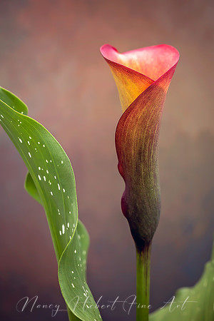 Calla Lily