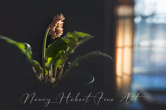Gerber Daisy