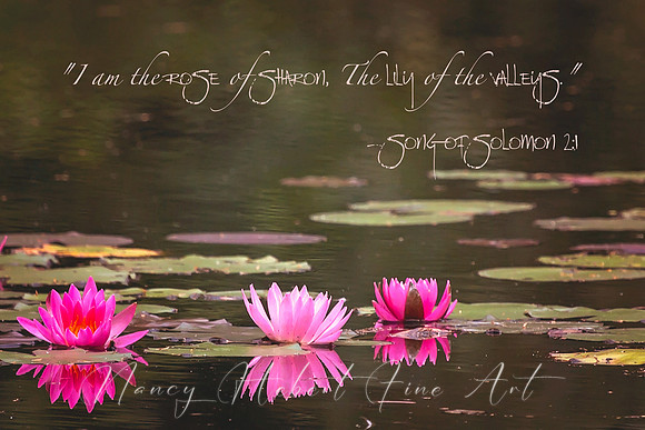 The lily of the valleys