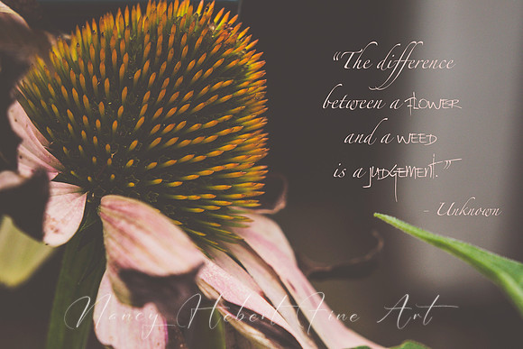 Difference between a flower and weed....