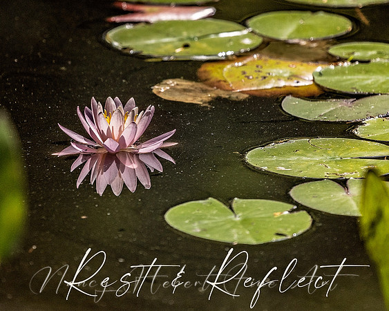 Rest and Reflect