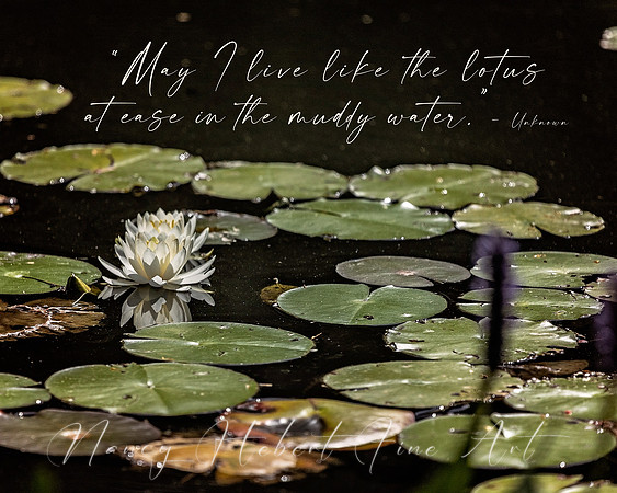 May I live like the lotus....