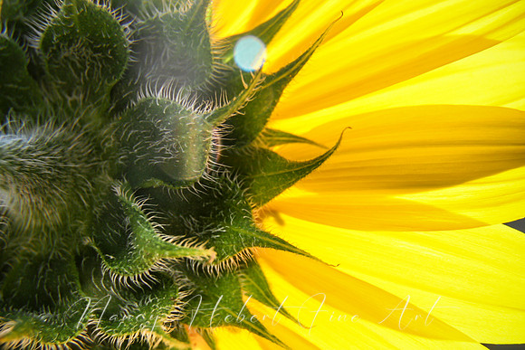 Sunflower Stem with light flare